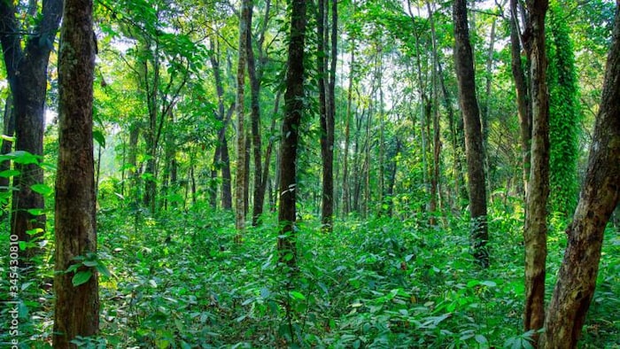 ये हैं प्रमुख इमारती लकडिया, फोटो साभार :Freepik