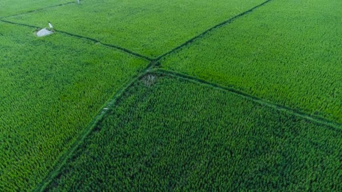 फसल चक्र के तहत खेती करने से खेत की उर्वरा शक्ति बढ़ती है, फोटो साभार: Freepik