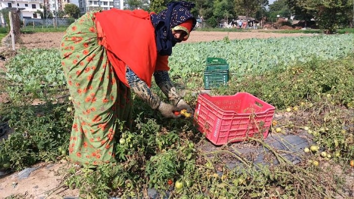 खेत में काम करती महिला किसान.