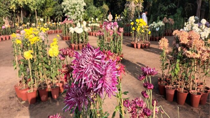 गुलदाउदी की नर्सरी