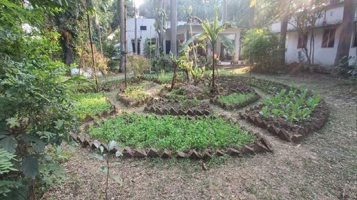 मां गांग मॉडल के तहत की गई प्राकृतिक खेती, Photo Credit: Kisan Tak