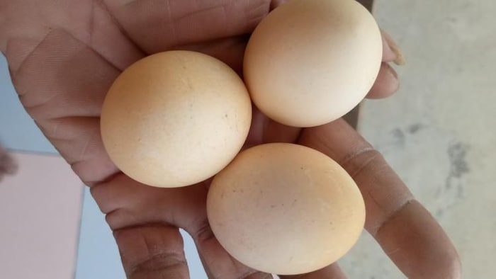 अंडों का प्रतीकात्मक फोटो.