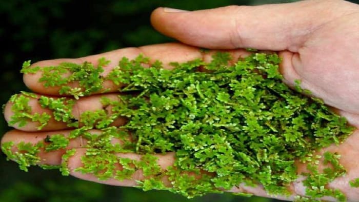 अजोला घास