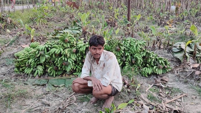यूपी में केले की खेती करने वाले किसान इन दिनों परेशान हैं.