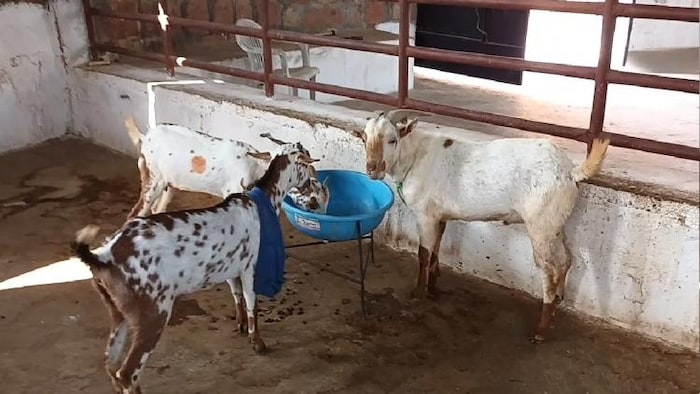 बरबरी बकरी