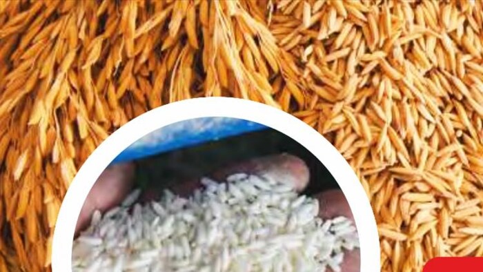 भारत बासमती चावल का प्रमुख निर्यातक है.