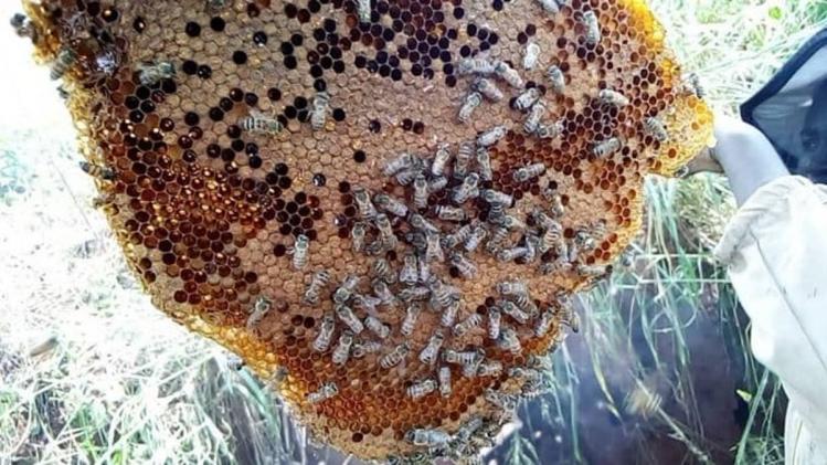 सरकार मधुमक्खी पालन को दे रही बढ़ावा, छह साल में शहद उत्पादन हुआ दोगुना