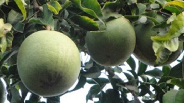 बेल की उन्नत किस्म