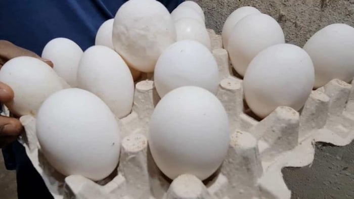 एक पोल्ट्री फार्म में मुगर्यिों के दिए गए सामान्य से बड़े अंडे.