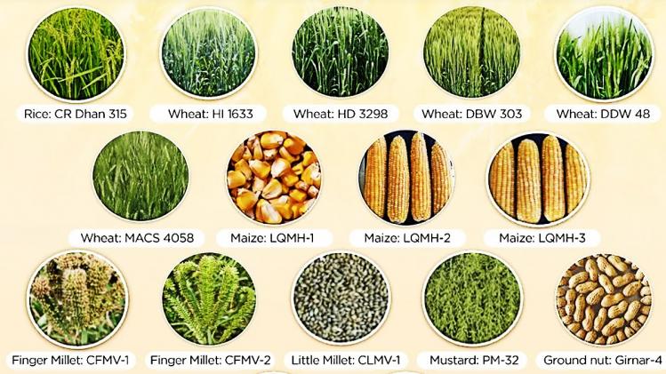 अब कुपोषण से जंग के ल‍िए गेहूं, चावल की बायोफोर्टिफाइड किस्मों पर होगा फोकस  