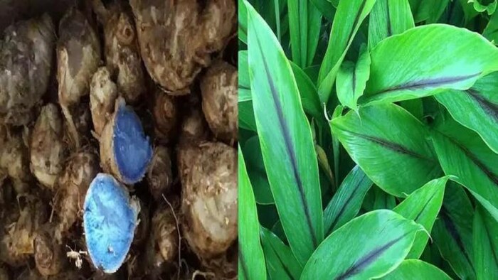 काली हल्दी की खेती