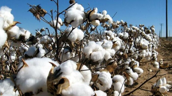 इस साल कपास की पैदावार 35% बढ़ने की संभावना