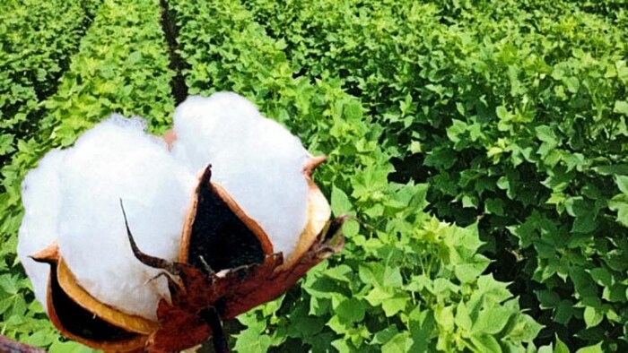 कॉटन के अच्छे भाव से कौन हो रहा है परेशान?