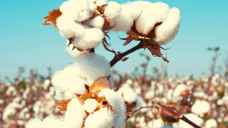 कपास उत्पादक किसानों ने सरकार से कपास के न्यूनतम समर्थन मूल्य (एमएसपी) में वृद्धि की मांग