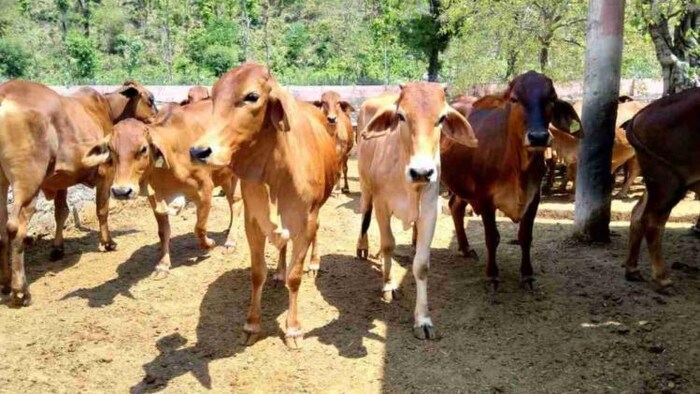 गाय पालन