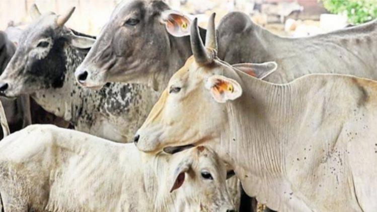 ठंड के मौसम में अपने दुधारू पशुओं की देखभाल कैसे करें, जानें तरीका - How to take care of your dairy cattle in cold weather -