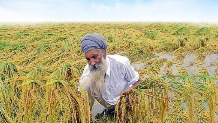 फसल नुकसान मुआवजा के लिए हरियाणा सरकार का एलान (File Photo-Ministry of Agriculture)