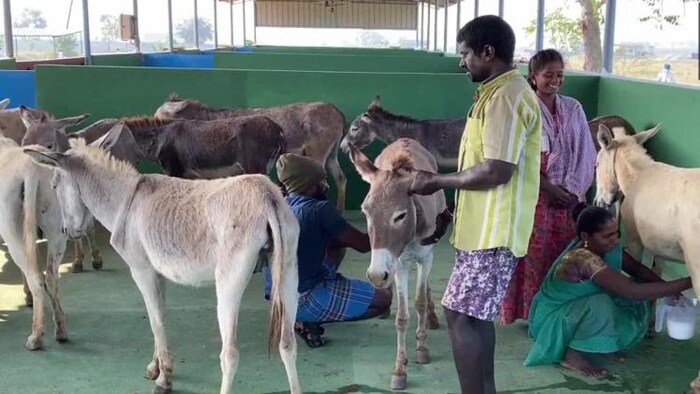तेलंगाना में युवक ने शुरू किया गधा फार्म (ANI)