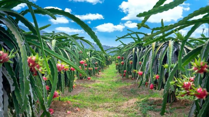 ड्रैगन फ्रूट की खेती के लिए तापमान का ध्यान रखना जरूरी है (फोटो-Unsplash)