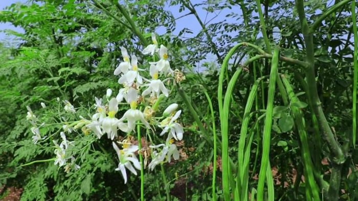 सहजन की खेती