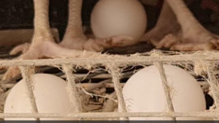 पोल्ट्री फार्म के दड़बे में अंडा देती मुर्गी.