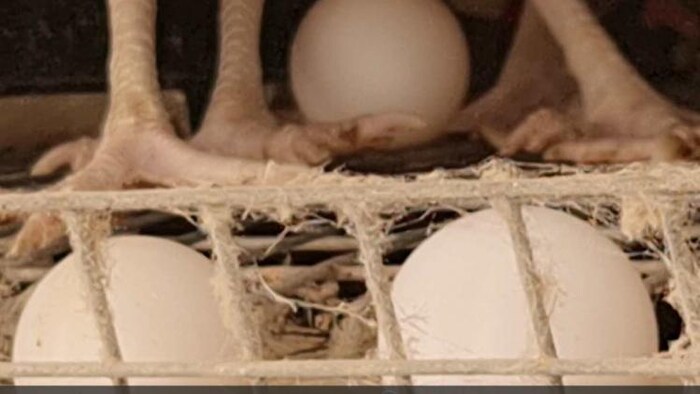 पोल्ट्री फार्म में अंडे देती हुई मुर्गी.