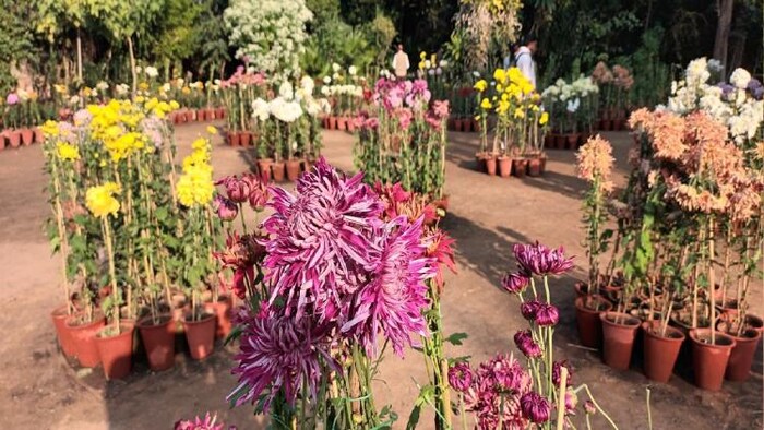 गुलदाउदी के पौधे