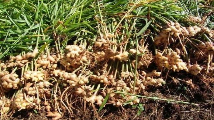 Ginger Farming