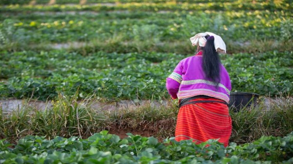 GM Crops gm-crops
