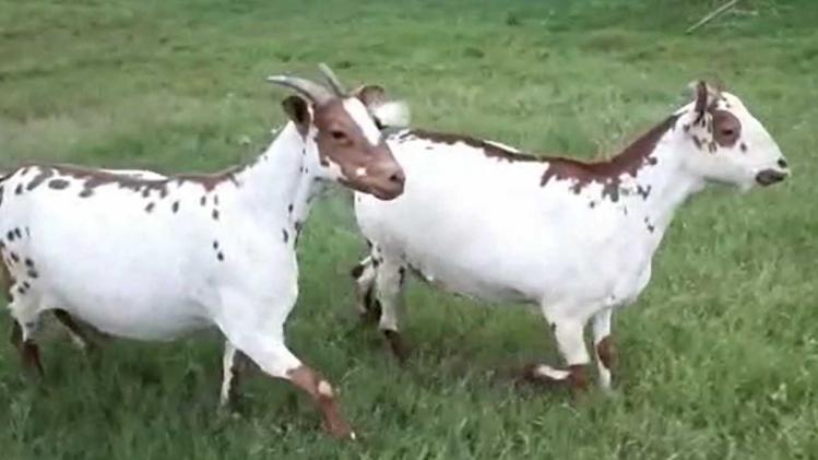 Goat Farming : बकरियों को खूंटे पर नहीं खुले में चराना है फायदेमंद, जानें बड़ी वजह 