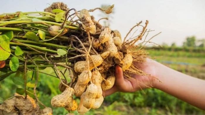 मूंगफली में जिप्सम का प्रयोग कर प्राप्त कर सकते हैं अच्छी उपज