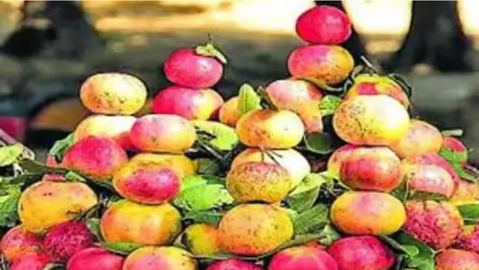 इलाहाबाद सेविया अमरुद