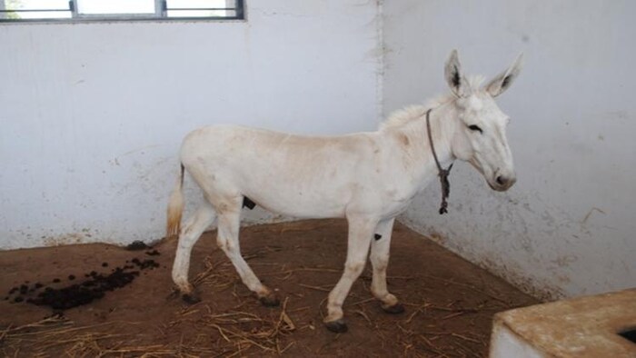 हलारी गधों की संख्या में लगातार गिरावट जारी है