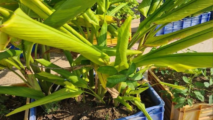 मेघा अग्रवाल की छत पर लगा हल्दी फोटो-किसान तक