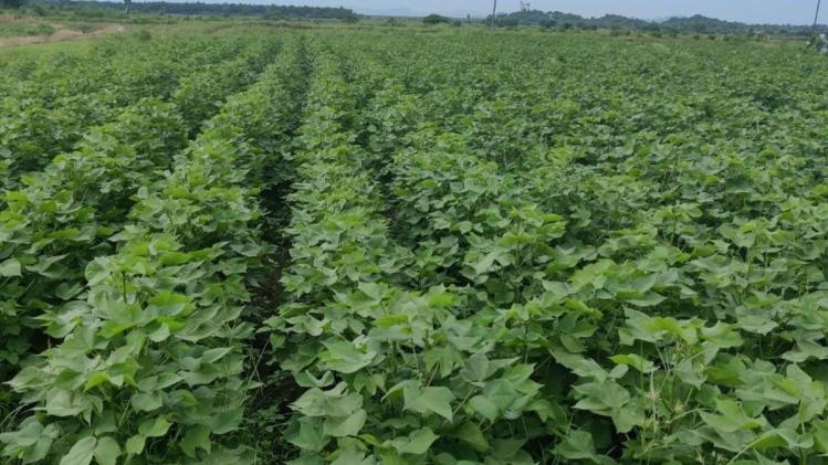 Cotton: कपास का उत्पादन बढ़ाने में कारगर हो सकती है HDPS तकनीक, यहां पढ़ें पूरी जानकारी 