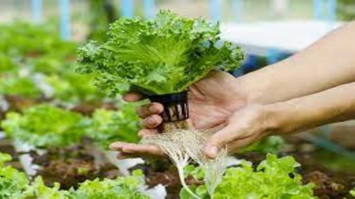 हाइड्रोफोनिक्स तकनीक