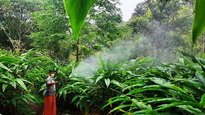 नैनो यूरिया लिक्विड का फसल पर छिड़काव करता किसान. (Photo-IFFCO)