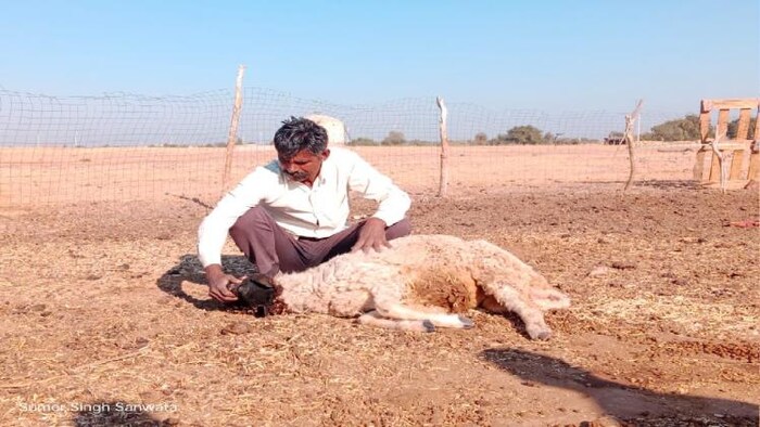 उम्मेद सिंह अपनी बीमार भेड़ के साथ. फोटो- सुमेर सिंह
