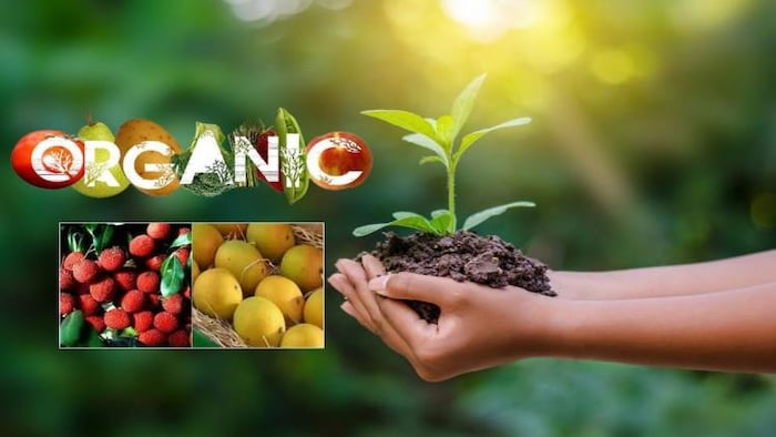 कृषि विभाग का चौथे कृषि रोड मैप में जैविक उत्पादों की ब्रांडिंग पर रहेगा सर्वाधिक जोर, फोटो साभार: photo (google)