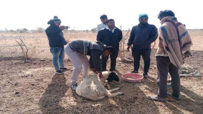 जैसलमेर के कुछ इलाकों में भेड़ों को लगी गंभीर बीमारी (फोटो-सुमेर सिंह)