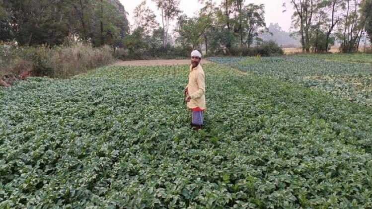 ठंड के मौसम में अब पाले से पौधों की नहीं होगी 'मौत', ये उपाय अपनाएं किसान - Jharkhand farmers how to save crops from cold frost pala marne se fasal ko kaise