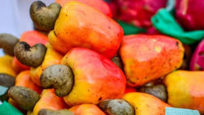 काजू के छिलके से हो रहा तेल का उत्पादन