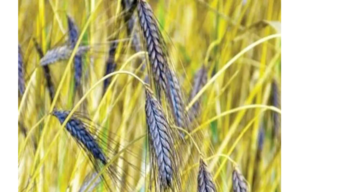 काला गेहूँ की खेती