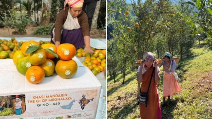 बहुत खास है मेघालय का खासी मेंडरिन संतरा