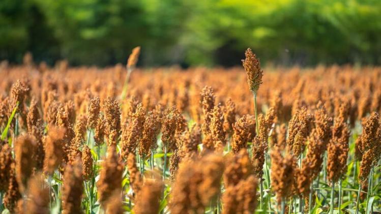Millets: कोदो के सेवन से दूर होती हैं कई गंभीर बीमारियां, जानें इसमें क‍ितने गुण 