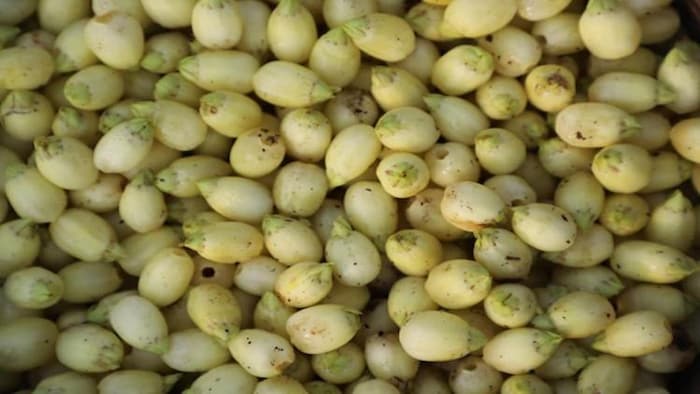 जानिए महुआ की औषधीय गुण, खासियत और इसके फायदे, फोटो साभार: freepik