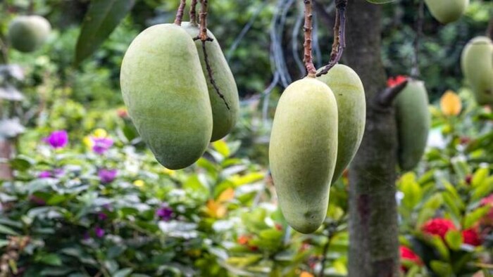 विशेष चीजों को दिया जाता है जीआई टैग, फोटो साभार: Freepik