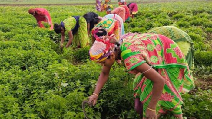 जून 2023 तक मध्य प्रदेश, आंध्र प्रदेश के किसानों की आय डबल हो सकती है