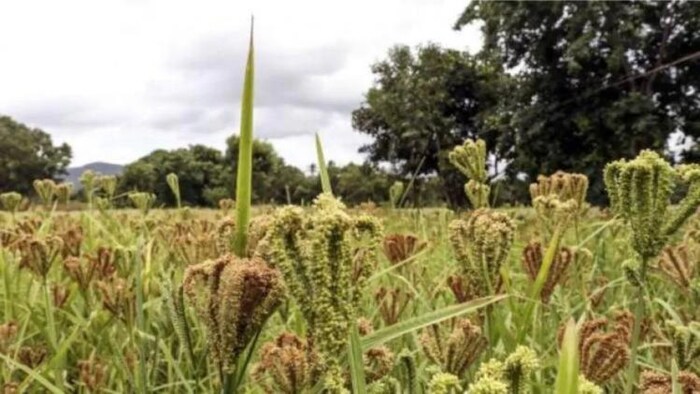 भारत विश्व में मोटे अनाजों का सबसे बड़ा उत्पादक देश है
