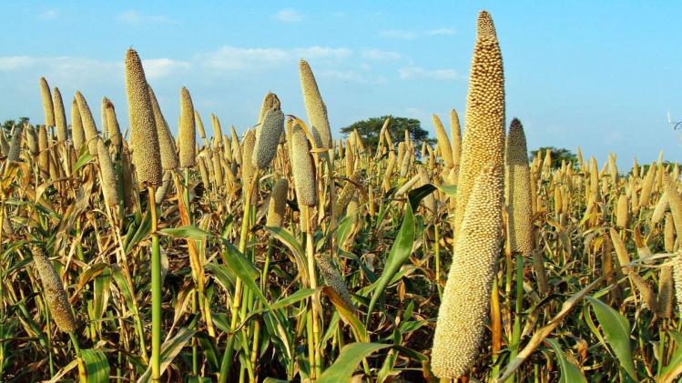 Millets: व‍िदेश मंत्री ने लंच में 'दुन‍िया' को ख‍िलाए मोटे अनाज, जानें मेन्यू में क्या था शामि‍ल 